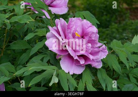 Lila Pfingstrose Blume mit grünen Blättern im Garten im Sommer Stockfoto