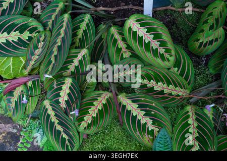Pflanzenblätter aus der Nähe. Caladium bicolor Blätter im Garten. Caladium bicolor. Stockfoto