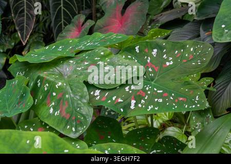 Caladiumblätter mit rot-weißem Muster im botanischen Garten Stockfoto