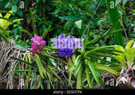 Lila Orchideen im Garten von Prag Tschechien. Orchideen in der tropischen Zone. Orchideen in der Natur Stockfoto