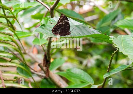 Ein Schmetterling sitzt auf einem Blatt in einem botanischen Park in der Tschechischen Republik. Stockfoto