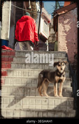 Eine Person mit einer knallroten Jacke klettert Steintreppen, während ein streunender Hund auf den Stufen in einem Dorf in Chakrata, Uttarakhand, Indien, steht. Stockfoto