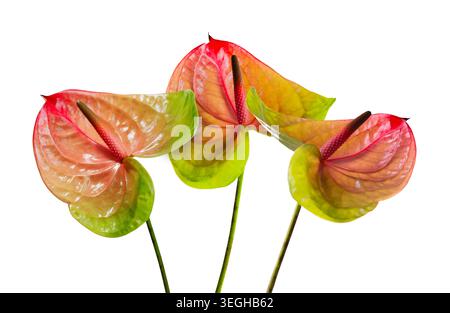 flamingoblume Anthurium andraeanum mit Rosa-, Orange- und Grüntönen isoliert auf hellem Hintergrund. Tropische exotische Zimmerpflanze mit Hochglanzherz Stockfoto