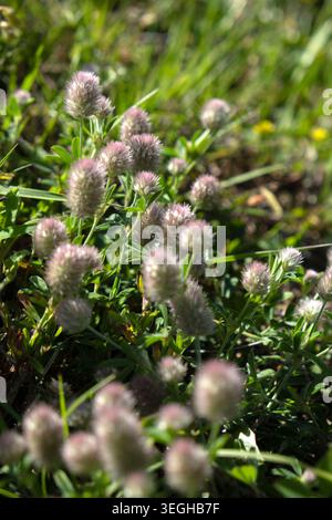 Nahaufnahme von flauschigen rosa Kaninchenfuss-Kleeblüten, die auf einem sonnigen Feld blühen Stockfoto