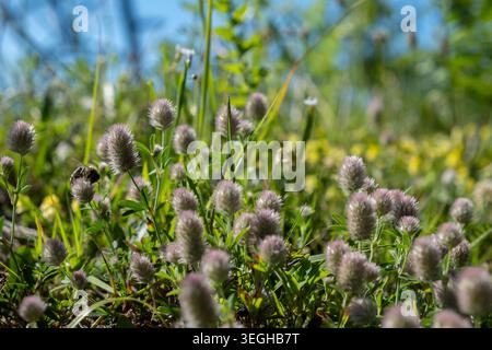 Nahaufnahme von flauschigen rosa Kaninchenfuss-Kleeblüten, die auf einem sonnigen Feld blühen Stockfoto