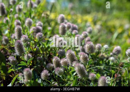 Nahaufnahme von flauschigen rosa Kaninchenfuss-Kleeblüten, die auf einem sonnigen Feld blühen Stockfoto