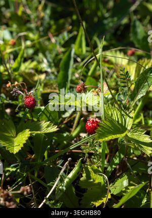 Nahaufnahme kleiner roter wilder Erdbeeren, die auf grünen Pflanzen auf einer Wiese wachsen Stockfoto