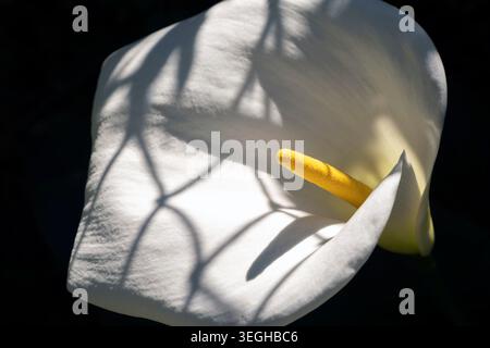 Makroansicht einer einzelnen weißen Calla-Lilienblüte, die im Sonnenlicht im Freien blüht Stockfoto