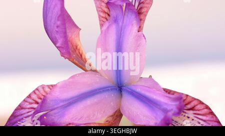 Makro Nahaufnahme von zarten lila Iris Blütenblättern mit blauer Mitte und hellem Hintergrund mit hoher Taste Stockfoto