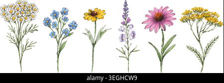 Handgezeichnetes Aquarell Wildblumen und Wiesenkräuter Illustrationsset Stock Vektor