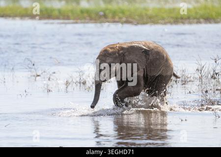 Elefantenbaby (Loxodonta africana Kalb), das durch das Wasser läuft. Das Elefantenkalb spritzt Wasser. Chobe International Park, Botswana, Afrika Stockfoto