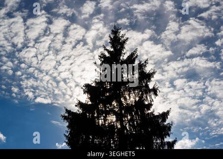 Majestätische Fichtensilhouette, die sich zu einem weitläufigen, strukturierten Himmel mit verstreuten Altocumulus-Wolken erhebt, die einen beeindruckenden natürlichen Kontrast bilden Stockfoto