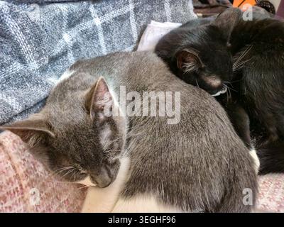 Eine graue und weiße Katze und eine schwarze Katze sind zusammengerollt und schlafen eng auf weichen Textilien, was Wärme und Mitgefühl vermittelt Stockfoto