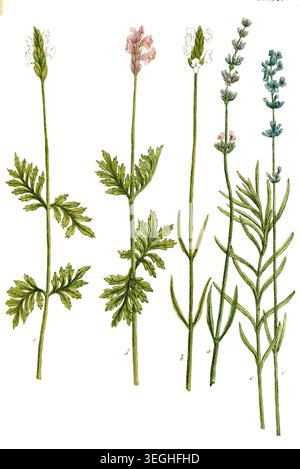 Botanik, Pflanzen, a. Lavendula latifolia spica, B. Lavendula flore albo, c. Lavendula angustifolia, d. Lavendula Folio disecto, e. Lavendula Folio multifido. Verschiedene Varianten des Lavendel, Reproduktion von einer Vorlage aus dem 19. Jahrhundert. Authentisch, Datei restauriert für optimale Verwendung, genaues Datum der Vorlage unbekannt Stockfoto