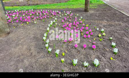 Ein lebendiges Schauspiel rosa und weißer Hyazinthen, das aus dem Boden in einem Garten auftaucht, signalisiert die Ankunft des Frühlings Stockfoto