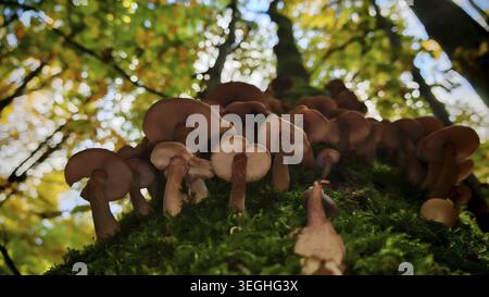 Pilze (Pilze), die am Fuße eines moosbedeckten Baumes wachsen, umgeben von hoch aufragenden Bäumen und Herbstblättern, Blick von unten in den leuchtenden Baumkronen Stockfoto