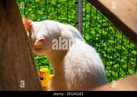 Entzückendes weißes Katzenmädchen, das sich auf einem gemütlichen Outdoor-Catio-Gehege entspannt und den sonnigen Sommertag in einem sicheren Netzbereich mit einem niedlichen gelben Gummiduc genießt Stockfoto