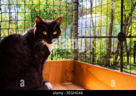 Schöne weibliche Katze, die bequem in einem gesicherten Freigehege ruht und die frische Luft und die warme Frühlingssonne genießt, umrahmt von leuchtenden grünen Bäumen i Stockfoto