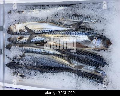 Makrele (Scomber scombrus) aus dem westlichen Mittelmeer-Fanggebiet auf Eis in Kühltheke Fischtheke Anzeige von Fischverkäufern, Futter t Stockfoto