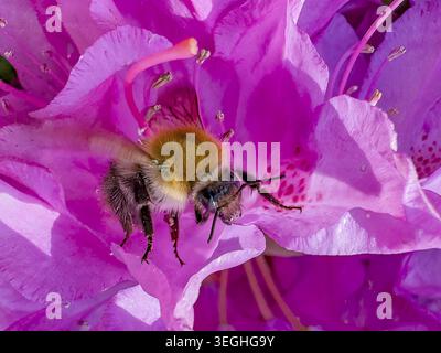 Nahaufnahme der Blume von (Rhododendron) darin helle Hummel (Bombus lucorum), Deutschland Stockfoto