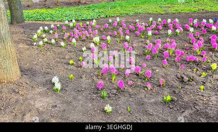 Eine wunderschöne Darstellung rosa und weißer Hyazinthen, die aus dunklem Boden auftauchen, signalisieren die Ankunft des Frühlings Stockfoto