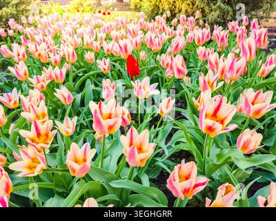 Ein lebhaftes Tulpenfeld in verschiedenen Rosa- und Gelbtönen, wobei eine einzelne rote Tulpe einen auffälligen Kontrast bildet Stockfoto