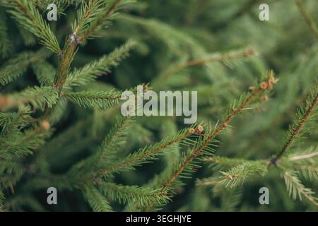 Textur und Hintergrund von Fichtenzweigen Stockfoto