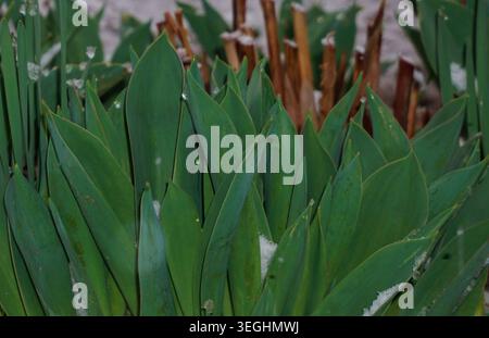 Eis fällt auf das Gras Stockfoto