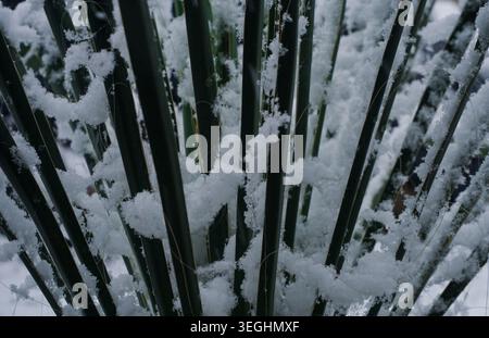 Eis fällt auf das Gras Stockfoto