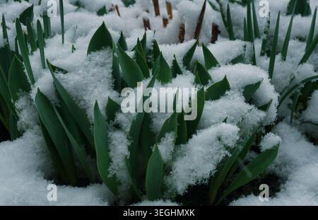 Eis fällt auf das Gras Stockfoto
