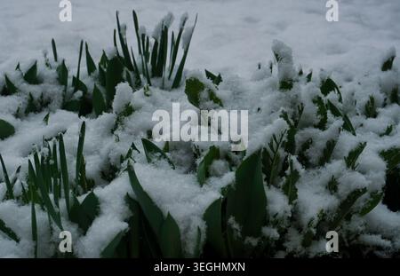 Eis fällt auf das Gras Stockfoto