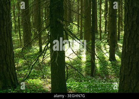 Wunderschöne Frühlingswaldlandschaft. Sonnenlicht im grünen Wald. Stockfoto