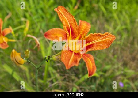 Helle orange Taglilienblüte in Blüte umgeben von grünem Gras und Sommergarten Laub. Stockfoto