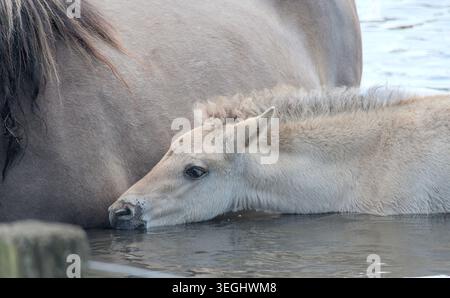 Wildes Pferdefohlen, das im tiefen Wasser steht Stockfoto