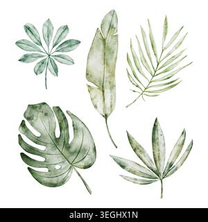 Watercolror Palmblätter Set, handbotanisches Gemälde. Dschungel-Illustrationen, Monstera, Areca-Palme und Bananenblatt. Tropisch grüne Pflanze für Stoff Stockfoto
