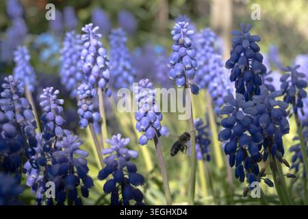 Im Frühjahr blühende Traubenhyazinthen im Garten. Stockfoto