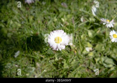 Blühende Gänseblümchen auf einem Frühlingsrasen. Stockfoto