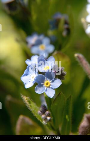 Gartenblumen blühen in Blau. Stockfoto