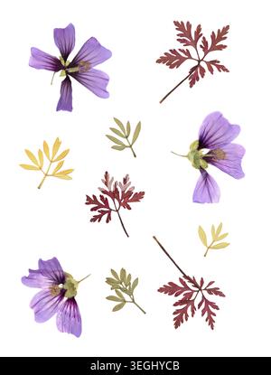 Die Herbarium-Kollektion bietet hochwertige Scans von gepressten getrockneten lila malva-Blüten und bunten Herbstblättern. Flache botanische Anordnung auf Stockfoto