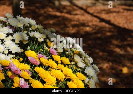Bunte Chrysanthemen Blumenbeete und gefallene verblasste Blätter auf dem Boden. Herbst im Park. Ein Spiel aus Licht und Schatten. Selektiver Fokus. Stockfoto