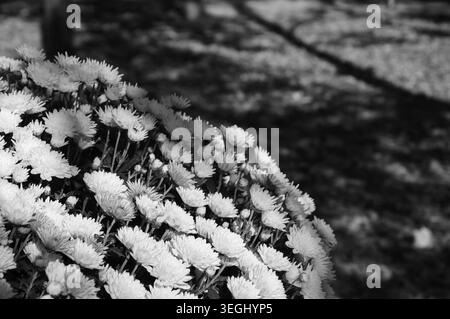 Bunte Chrysanthemen Blumenbeete und gefallene verblasste Blätter auf dem Boden. Herbst im Park. Ein Spiel aus Licht und Schatten. Selektiver Fokus. Veraltetes Foto. Stockfoto