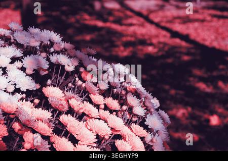 Bunte Chrysanthemen Blumenbeete und gefallene verblasste Blätter auf dem Boden. Herbst im Park. Ein Spiel aus Licht und Schatten. Selektiver Fokus. Getöntes Foto. Stockfoto