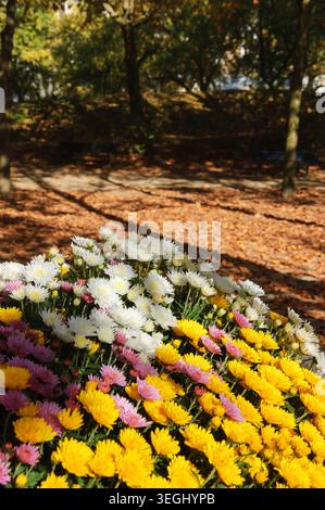 Bunte Chrysanthemen Blumenbeet, gefallene verblasste Blätter auf dem Boden, Weg und Holzbank im Hintergrund. Herbst im Park. Ein Spiel aus Licht und Stockfoto