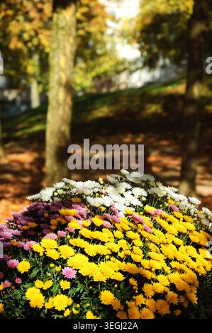 Bunte Chrysanthemen Blumenbeete und gefallene verblasste Blätter auf dem Boden. Herbst im Park. Ein Spiel aus Licht und Schatten. Selektiver Fokus auf Weißfluss Stockfoto