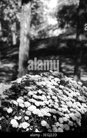 Bunte Chrysanthemen Blumenbeete und gefallene verblasste Blätter auf dem Boden. Herbst im Park. Ein Spiel aus Licht und Schatten. Selektiver Fokus auf die Blume Stockfoto