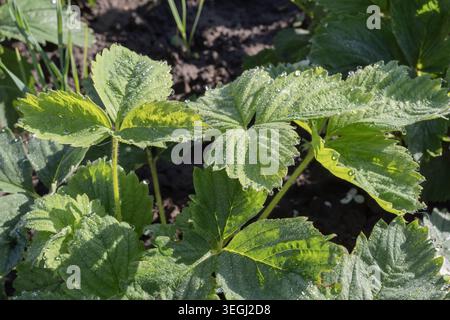 Nahaufnahme eines frischen Erdbeerstrauchs mit grünen Blättern, bedeckt mit Morgentau in fruchtbarem Boden im Freien. Stockfoto