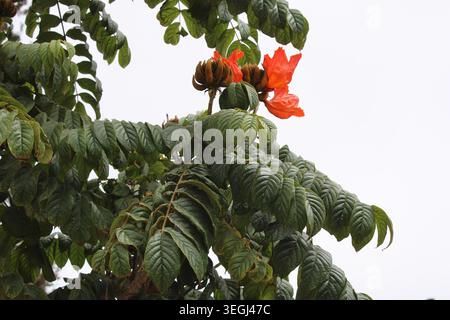 Afrikanischer Tulpenbaum, afrikanischer Flammenbaum, Flamme des Waldes, Brunnenbaum, Feuerball, Tulipán africano, Galeana, Spathodea campanulata, Bignoniaceae Stockfoto