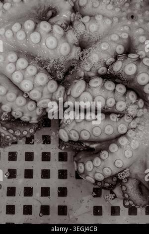 Abstrakter Kraken-Tentakel-Textur-Hintergrund mit Saugnapfdetail, Bio-Meeresfrüchte-Muster, Makro-Food-Design-Hintergrund Stockfoto