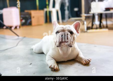 Entzückender weißer französischer Bulldog-Hund, der sich auf grauem Betonboden im modernen Indoor-Studio-Zimmer entspannt und mit süßem, ruhigem Haustier-Ausdruck in Richtung ausblickt Stockfoto