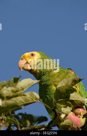 Nahaufnahme eines gelb-köpfigen amazonas, der auf einem Baumzweig sitzt und einen Apfel isst, dessen Früchte im Schnabel sichtbar sind, vor einem klaren blauen Himmel. Stockfoto